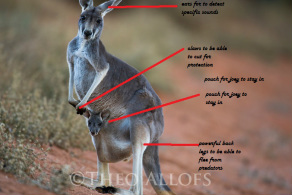kangaroo - Bio assignment